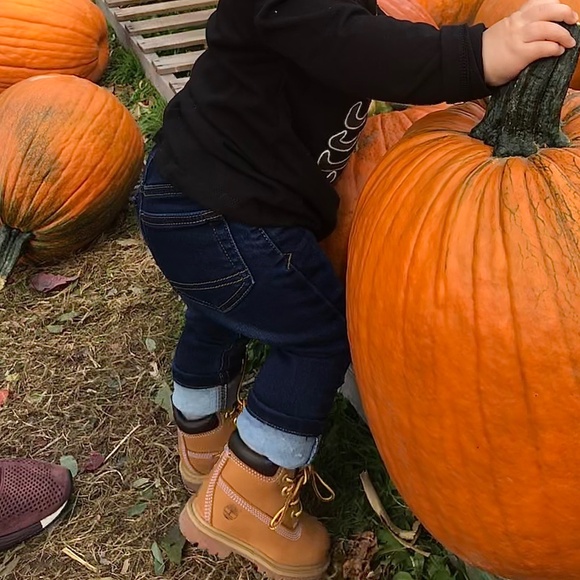 TODDLER TIMBERLAND CLASSIC 6" WATERPROOF BOOT - Picture 6 of 6